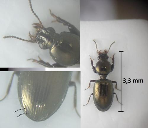 Réf. 202 883 : Dyschirius aeneus